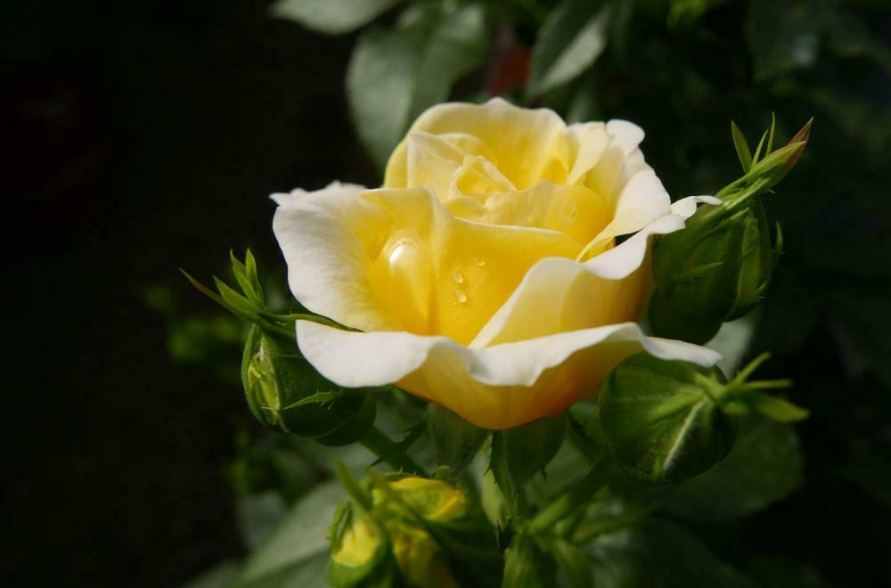 Yellow Brick Road Easy Elegance Rose, Rosa 'BAIoad', Two Gallon Container