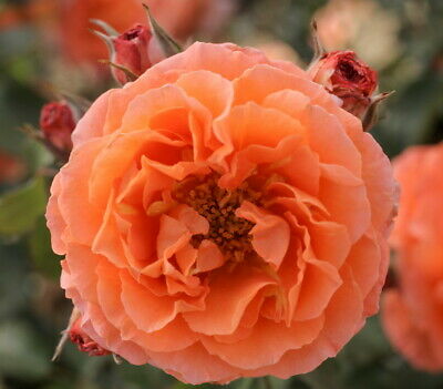 Adobe Sunrise Floribunda Rose Bush - 4