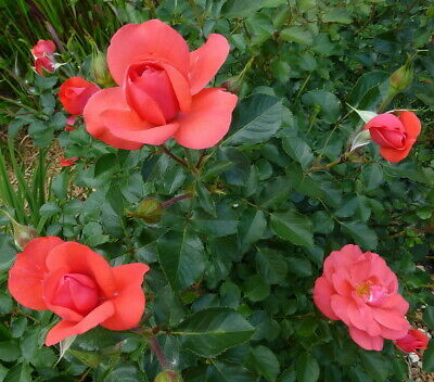Coral Knock Out Rose - 4