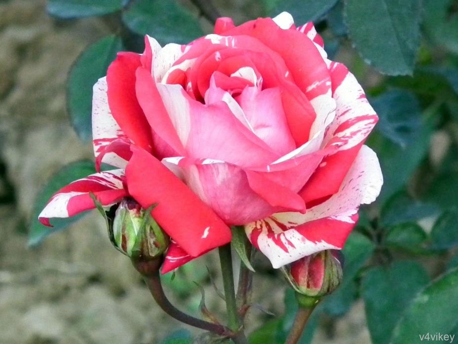 3 Cuttings of Neil Diamond Hybrid Tea Rose  Ready To Root Make Your Own Plants