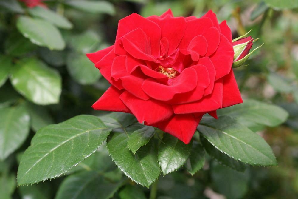 Live Shrub Rose (bright red) aka Rosa x 'Preference' Plant Fit 5 Gallon Pot