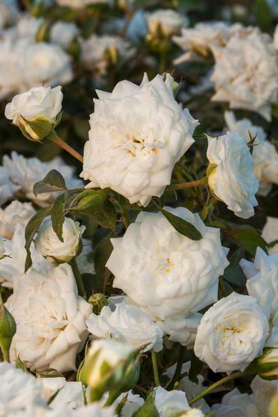 White Drift Rose, Rosa 'Meizorland’, Three Gallon Container, Plant