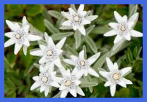 20 Edelweiss Flower Seeds FREE SHIPPING Seeds & Plants