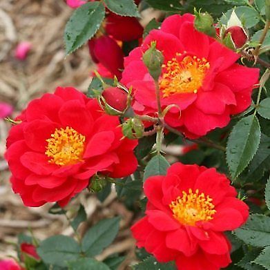 Rose, Oso Easy Urban Legend - Proven Winners - Live Plant + Free Shipping!