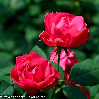 Rose, Oso Easy Double Red - Proven Winners - Live Plant + Free Shipping!