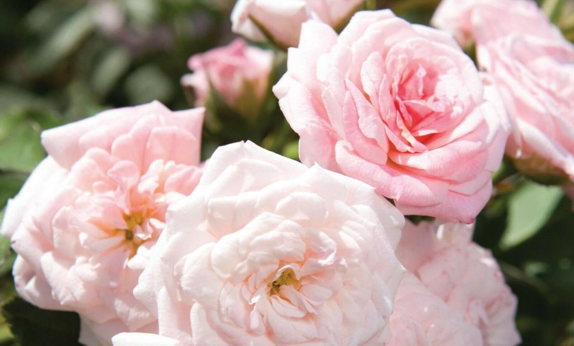 Live Rose (groundcover,dblpnk) aka Rosa Sweet Drift PP21612 Plant Fit 2Gal Pot