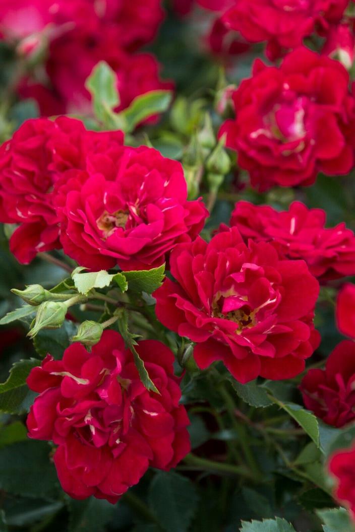 Live Rose (groundcover, red) aka Rosa Red Drift(R) PP17877 Plant Fit 2 Gal Pot