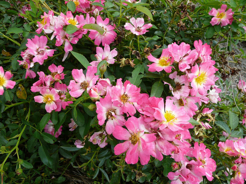 Live Rose (groundcover, pink) aka Rosa Pink Drift(R) PP18874 Plant Fit 2Gal Pot