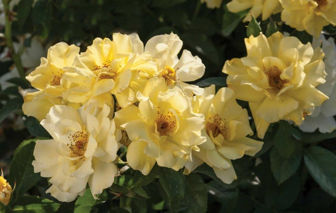 Live Rose (groundcover,yellow) aka Rosa Lemon Drift PP20635 Plant Fit 2 Gal Pot
