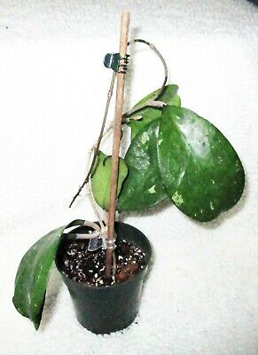 Hoya Michele - Rooted, Established Plant - 4