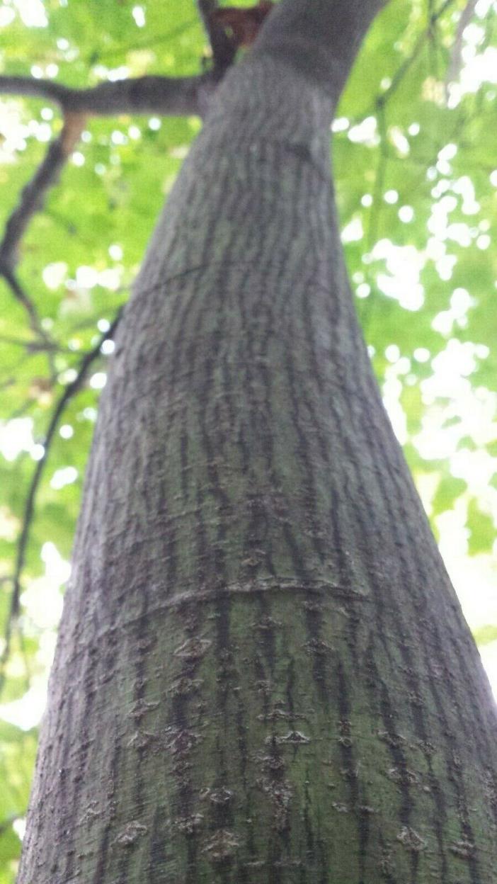 Striped Maple (Acer pensylvanicum)~1 Bare root tree~12-24