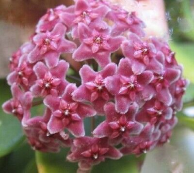 Hoya Bright One - Rooted starter Plant