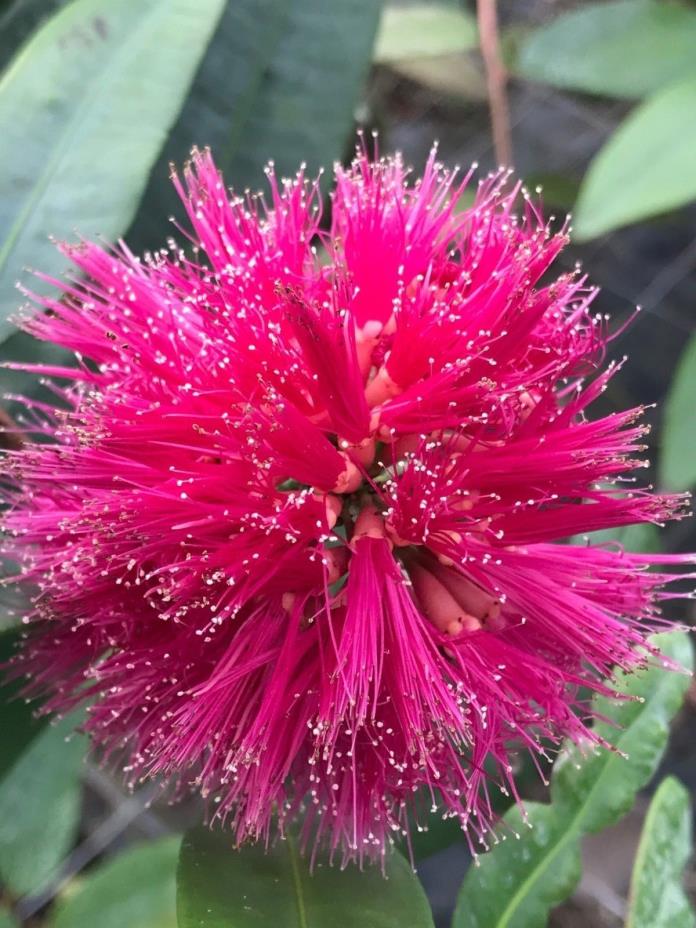 Syzygium wilsonii VERY RARE tropical plant shrub 4 collectors fluffy pink flower
