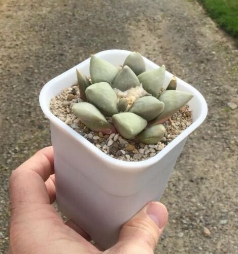 LG TOP SHELF(Beautiful) 5 Yr Old Seed Grown Ariocarpus Retusus Cactus Sold W/Pot