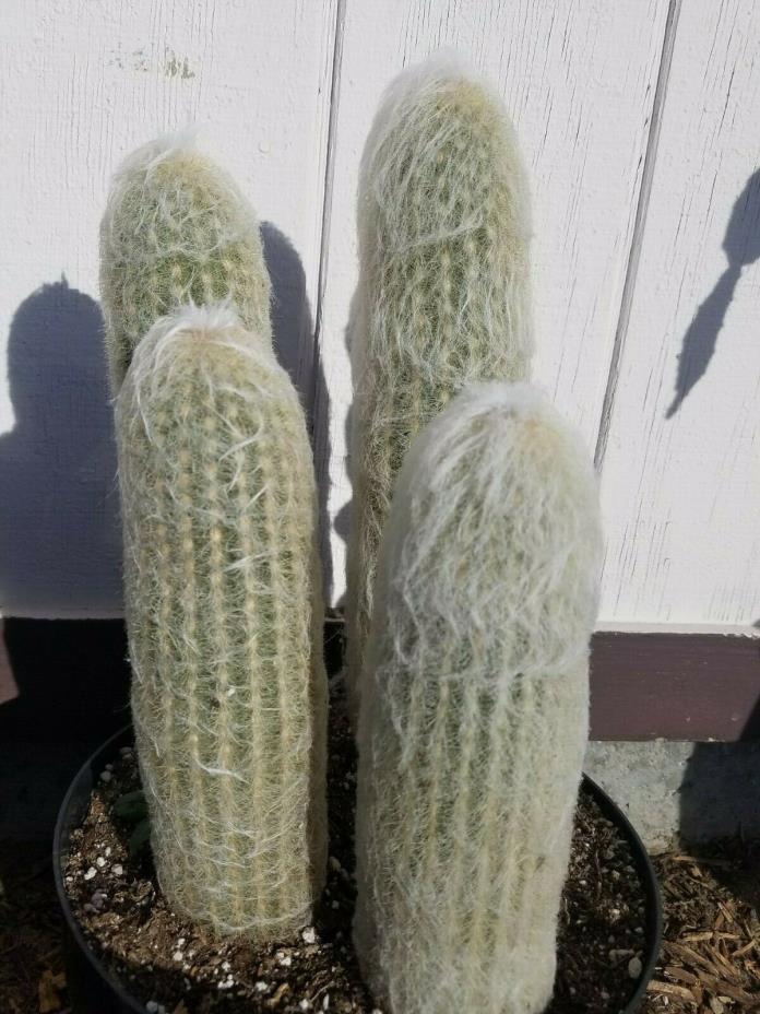 Old Hairy Man Cactus Plant, Rooted and Healthy 8.5 inches Cephalocereus