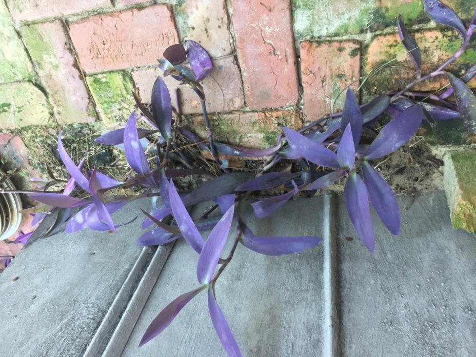 Purple Heart Plant (10 cuttings) !! FREE SHIPPING from Beebop Farm™ !!