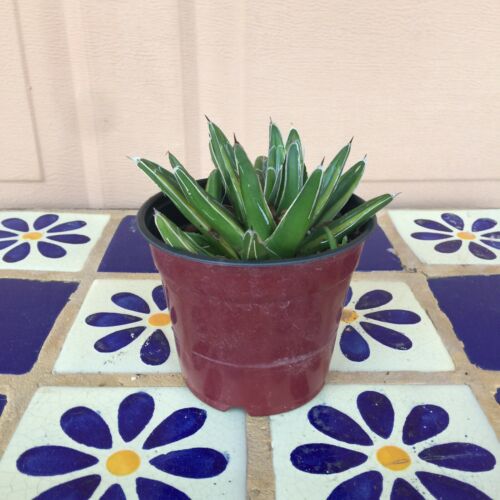 Variegated Agave Victoria Plant Reginae Queen Victoria RARE Fully Rooted Cu