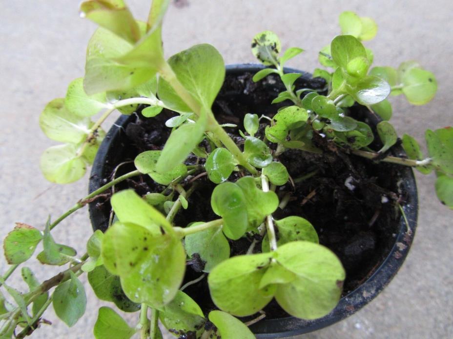 LYSIMACHIA  AUREA 2 Plants  Garden Patio Creeping Jenny,Golden Moneyworth