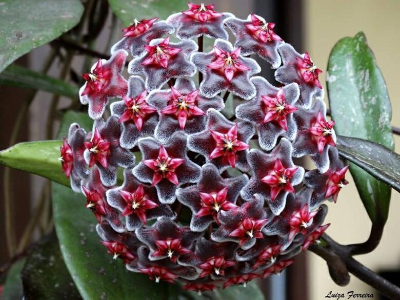 Hoya Pubicalyx 