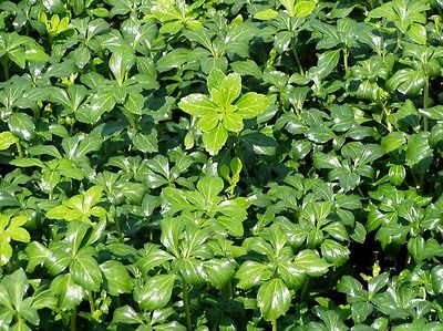 Pachysandra Green Sheen 54 Plants in 2-1/2 inch Pots FREE SHIPPING