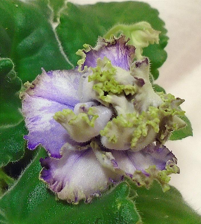 African violet Water Spirit / Vodianoi  pair of leaves Russian
