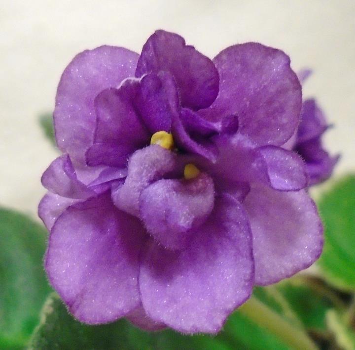 African violet Nancy Reagan pair of leaves