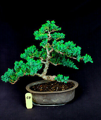 Japanese procumbens na na Juniper # 64