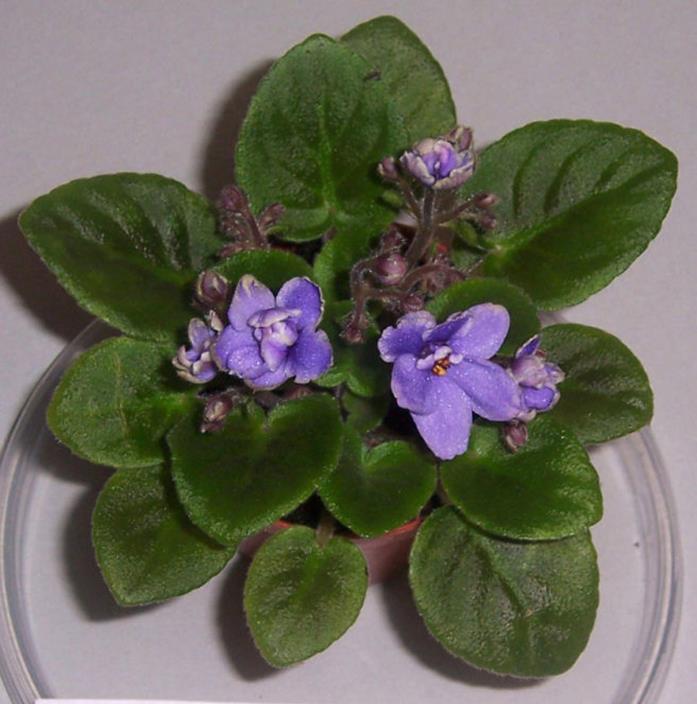 African violet Frosted Denim  plant in pot miniature