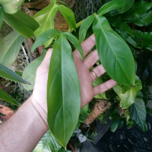 Noid Trilobed Philodendron!