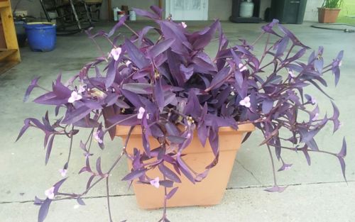 5 Cuttings Purple Heart Wandering Jew - Tradescantia Pallida Purpurea Plant