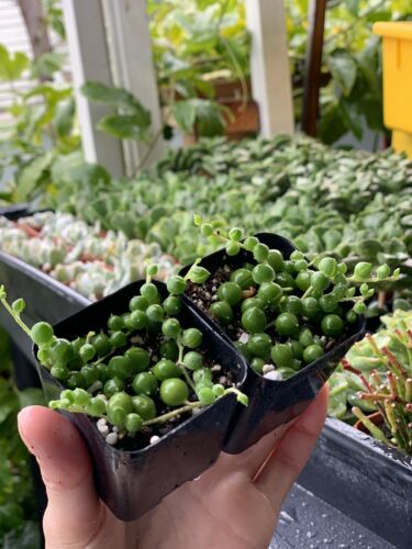 String Of Pearls, Comes in 2” Pot