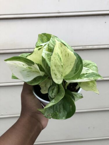 Manjula Pothos