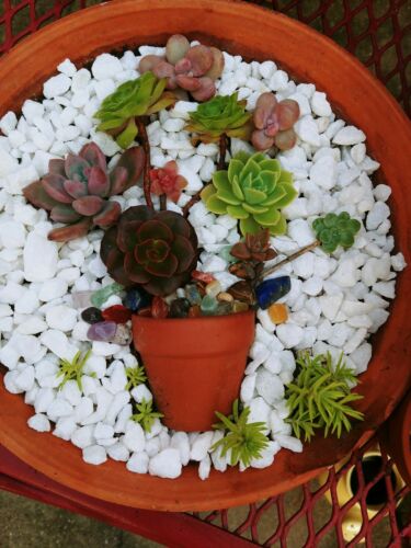 Succulent arrangement kit all you need(no soil) included to make plants cuttings