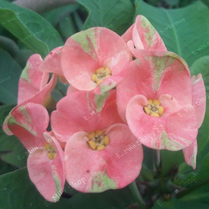 Crown of Thorns - Corona de Cristo - Euphorbia Milii - Rung Jarensab