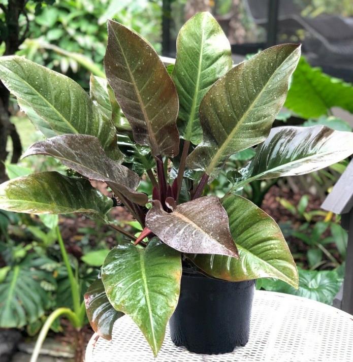 XXLarge Philodendron Imperial Red