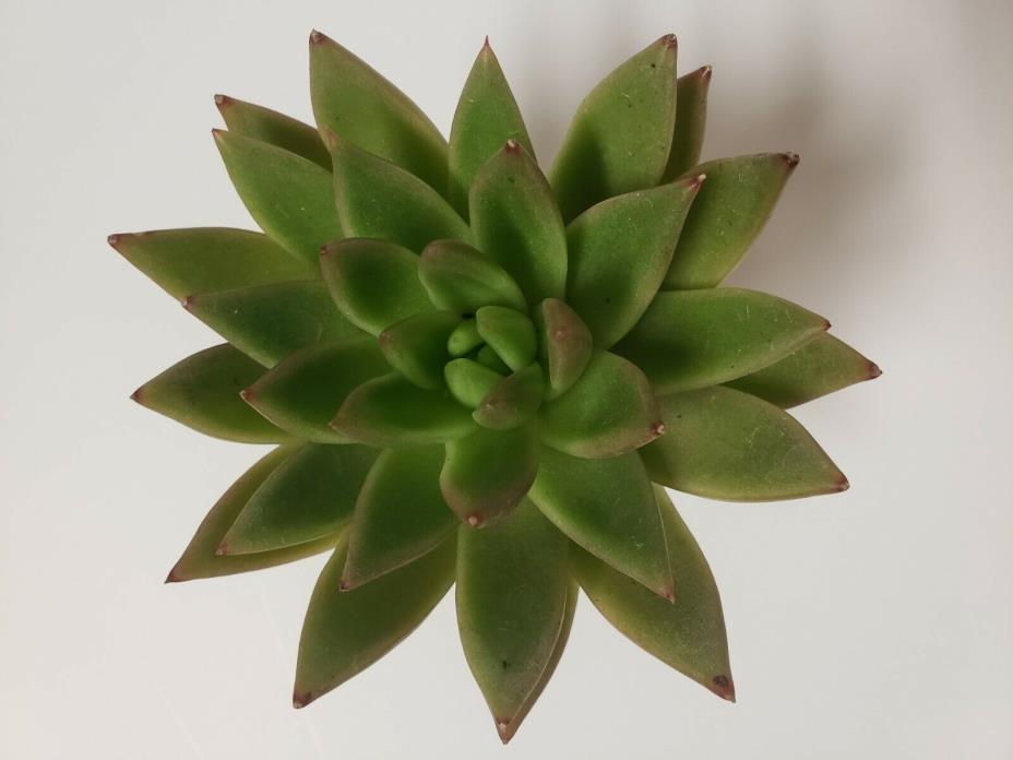 Echeveria Agavoides Red Tip Succulent Drought Tolerant Healthy 2.5 Plant