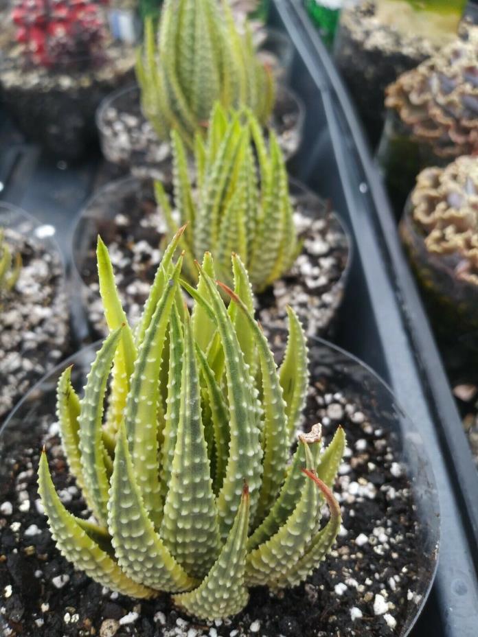 Haworthia Pumila Aura - The reverse variegation!!
