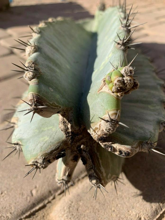 Night Blooming Cereus Cactus Cutting 19