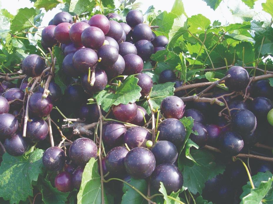 15 Muscadine Grape cuttings, Loomis, Noble, Summit, Southland and Cowart, 10-12