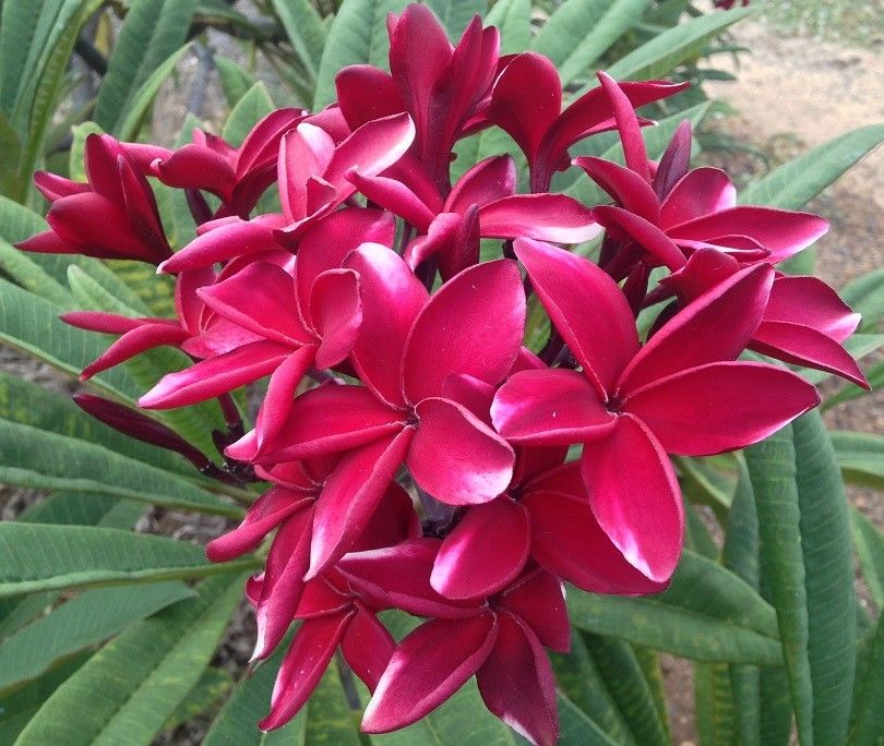 * ROOTED PLUMERIA * HAWAII PLANT CUTTING  