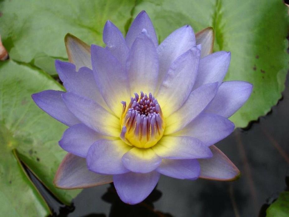 Nymphaea Dao fah LIGHT PURPLE TROPICAL Water Lily Tuber Pond A056 (Offer**)