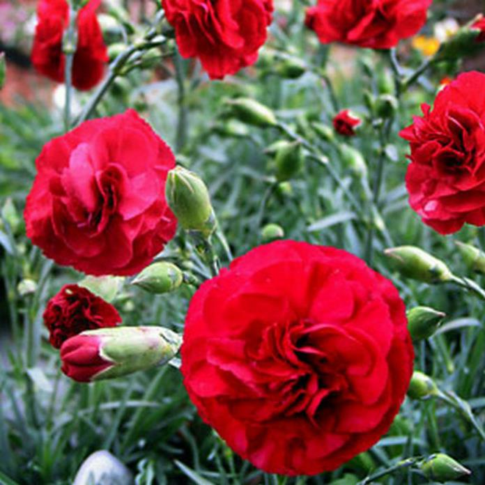 Live Carnation (red) aka Dianthus 'Passion' PP20440 Plant Fit 1 Gallon Pot