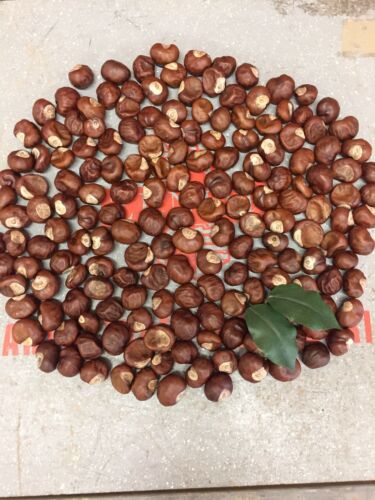 OHIO BUCKEYES 170 REAL Buckeye Tree Nuts Dried Crafts Jewelry OSU Brutus