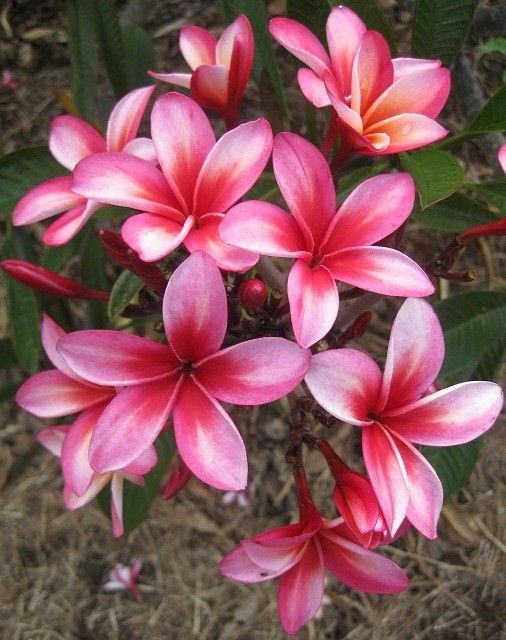 ROOTED PLUMERIA TREE PLANT CUTTING 