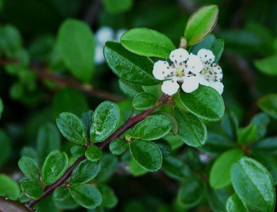 Live Bearberry Cotoneaster-Cotoneaster dam Streib's Findling Plant Fit 1 Gal Pot