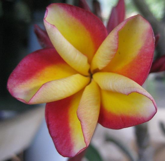 * ROOTED * PLUMERIA PLANT CUTTING 