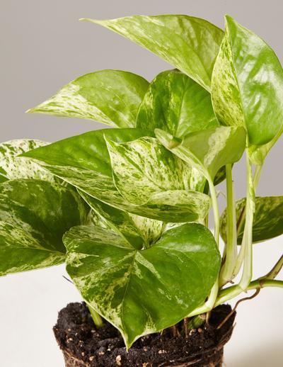 GOLDEN POTHOS VINE PLANT 8+ leaves with roots Free Shipping