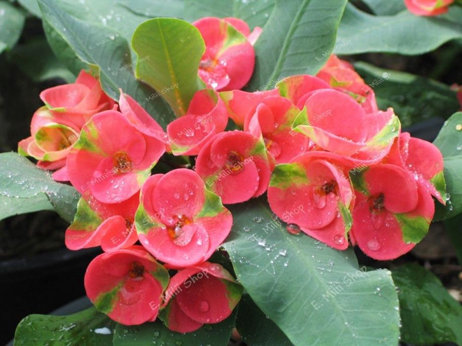 Crown of Thorns - Corona de Cristo - Euphorbia Milii - Red Peacock