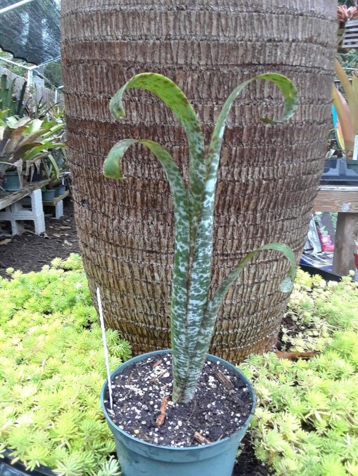 Bromeliad Quesnelia 