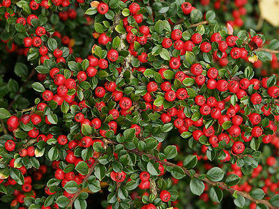 Cotoneaster Horizintails Shurb    10 SEEDS!    EASY!!!!